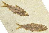 Limestone with Two Fossil Fish (Knightia) - Wyoming #348112-3